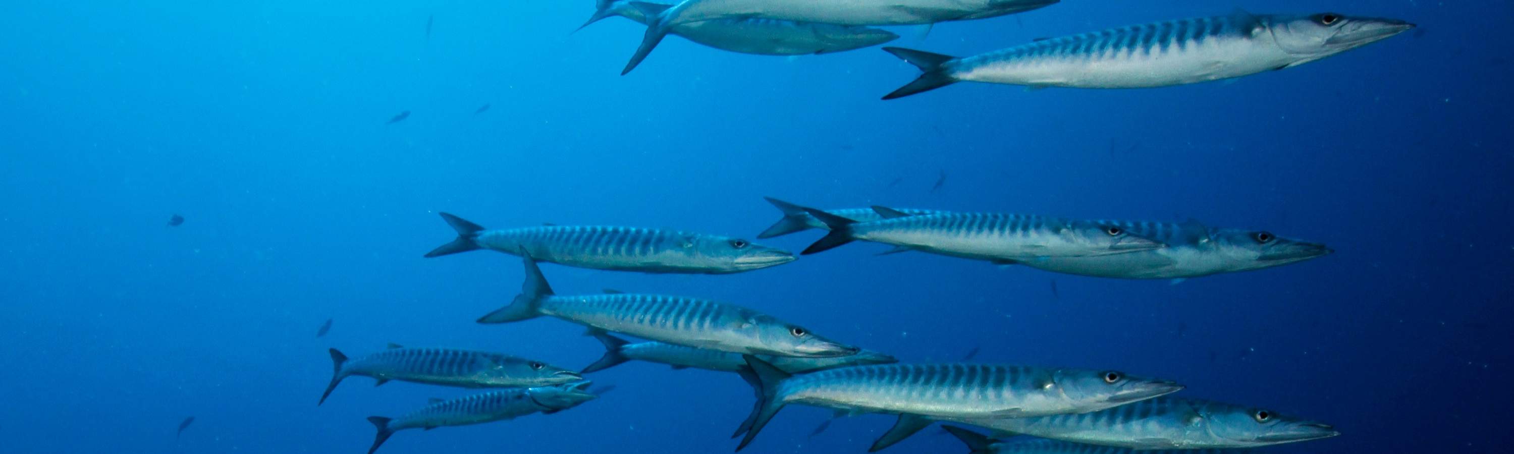 Experience the Underwater World: 7 Dives Package in Redang with PADI