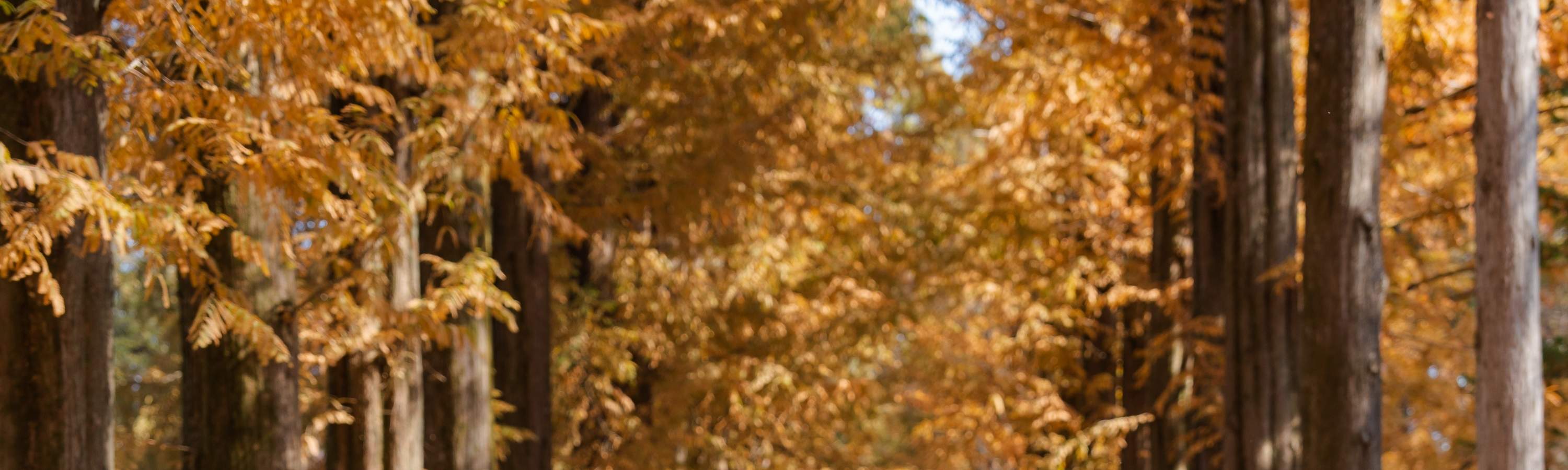 árboles en la isla Nami