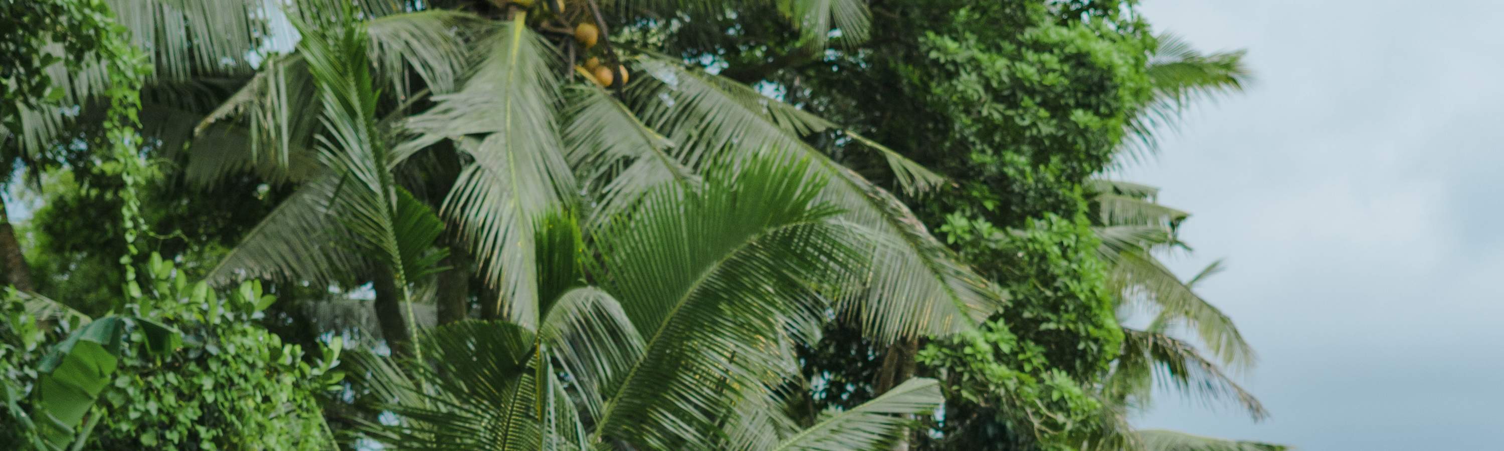 Viaggio di guarigione balinese, corso di cucina, ciclismo o esperienza di vita balinese al Bali Rural Commune