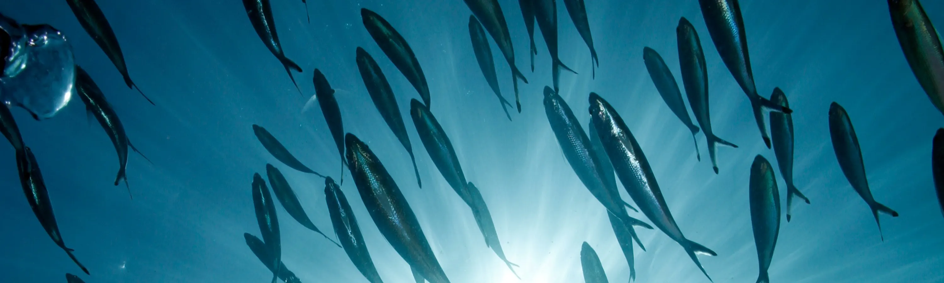 Witness the diverse marine life of Perhentian up close as you train for your Open Water Certification, preparing for unforgettable underwater encounters