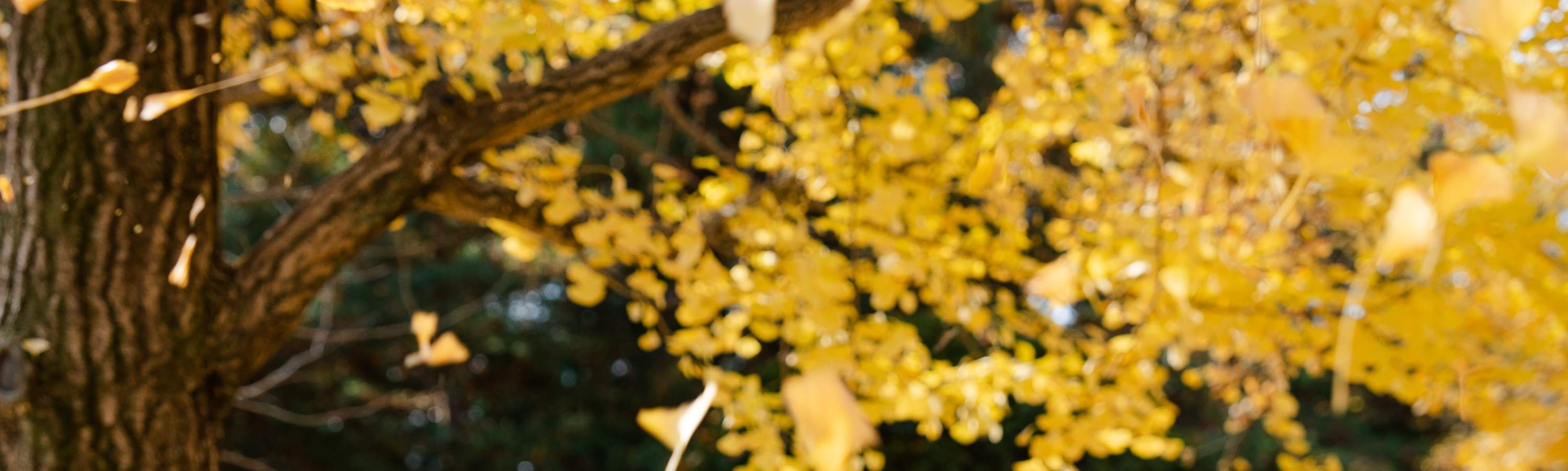 ถ่ายรูปเกาะนามิ