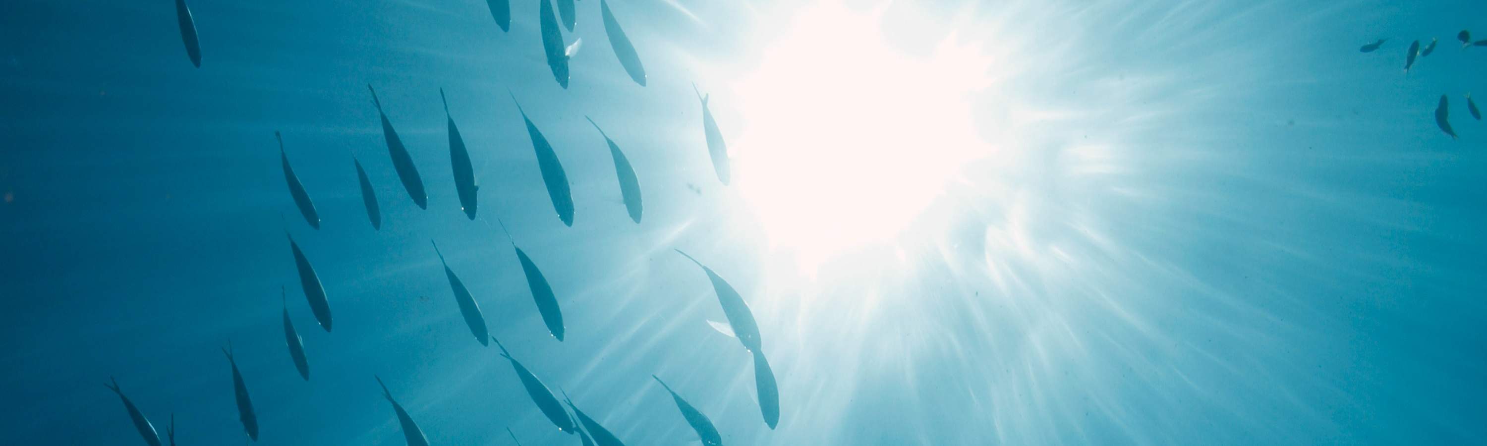 トゥンク・アブドゥル・ラーマン公園で、探検と驚きに満ちた充実した1日をお過ごしください。