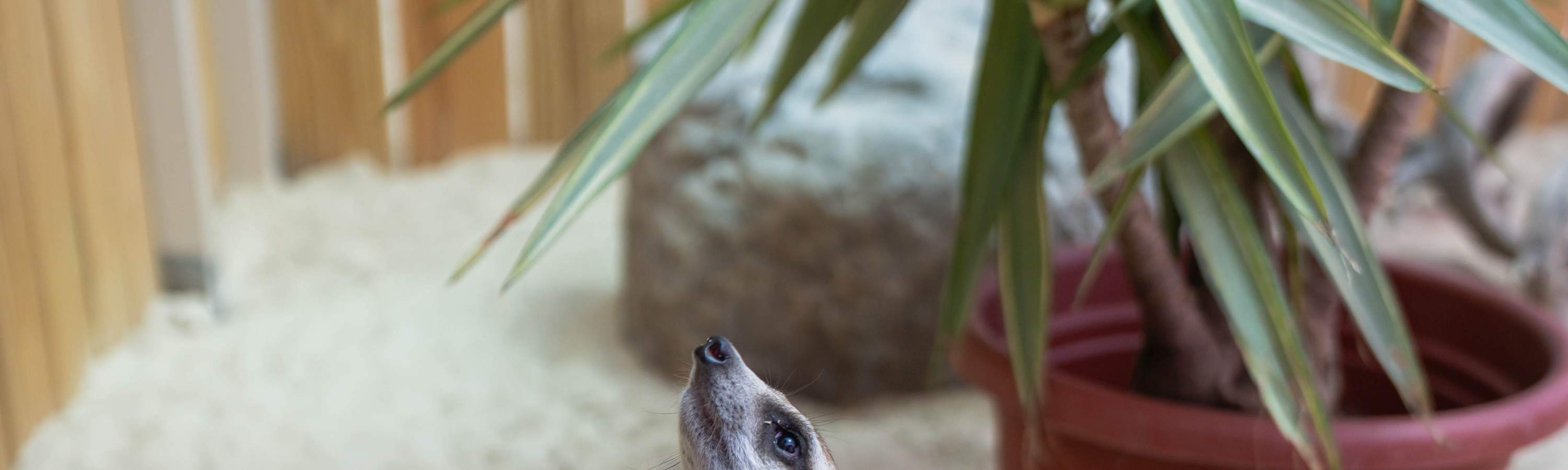 Театр «Звездный лес мечты»