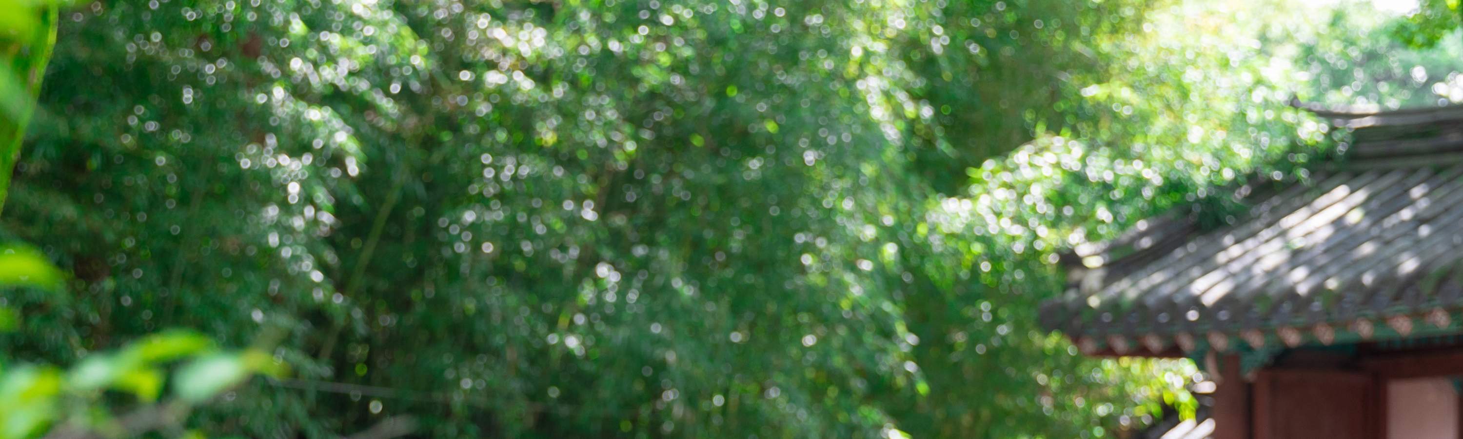 Jeonju Hanok Village Hanbok Experience & Photo Shoot