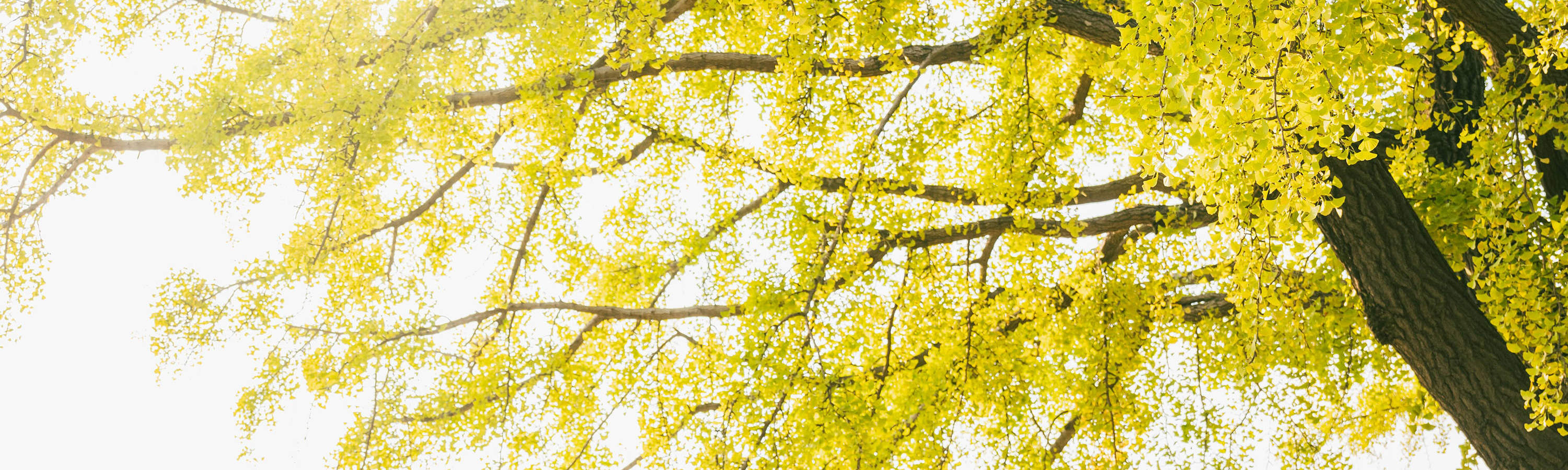 Foto-Shooting & Video-Dreh-Erlebnis in Seoul