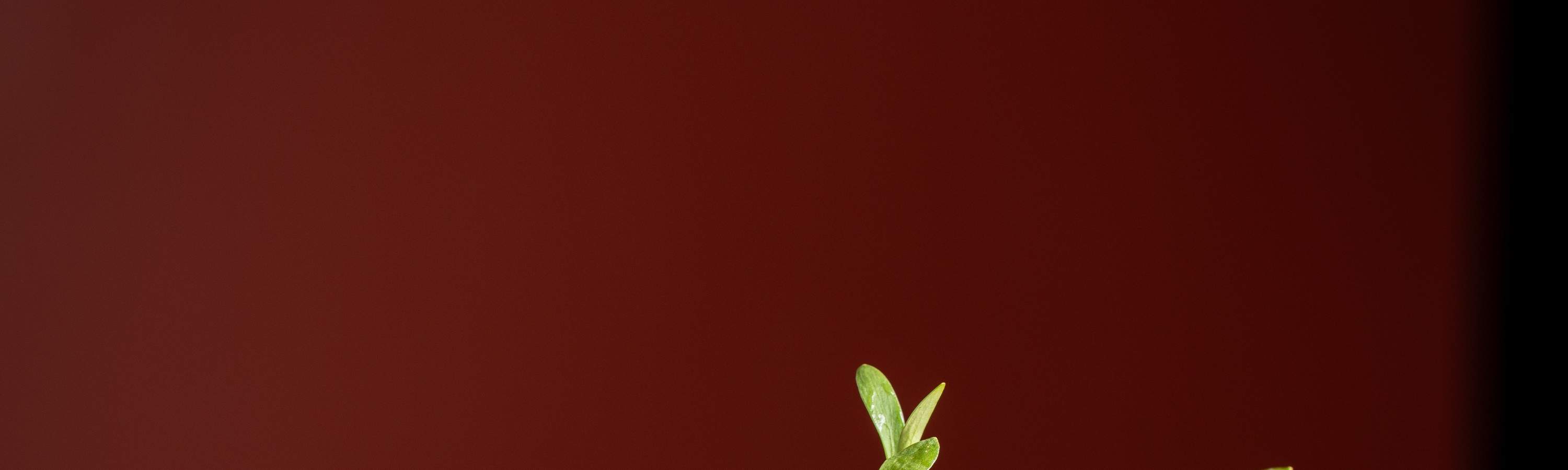 Jim Thompson, A Thai Restaurant