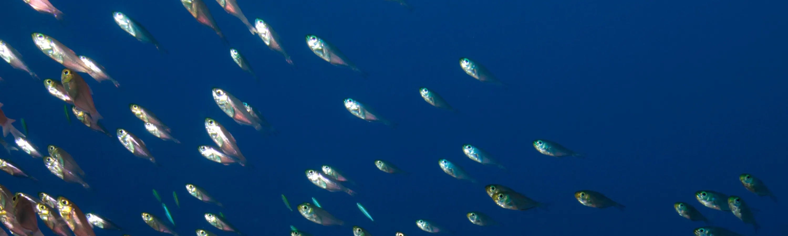 PADI 潜水