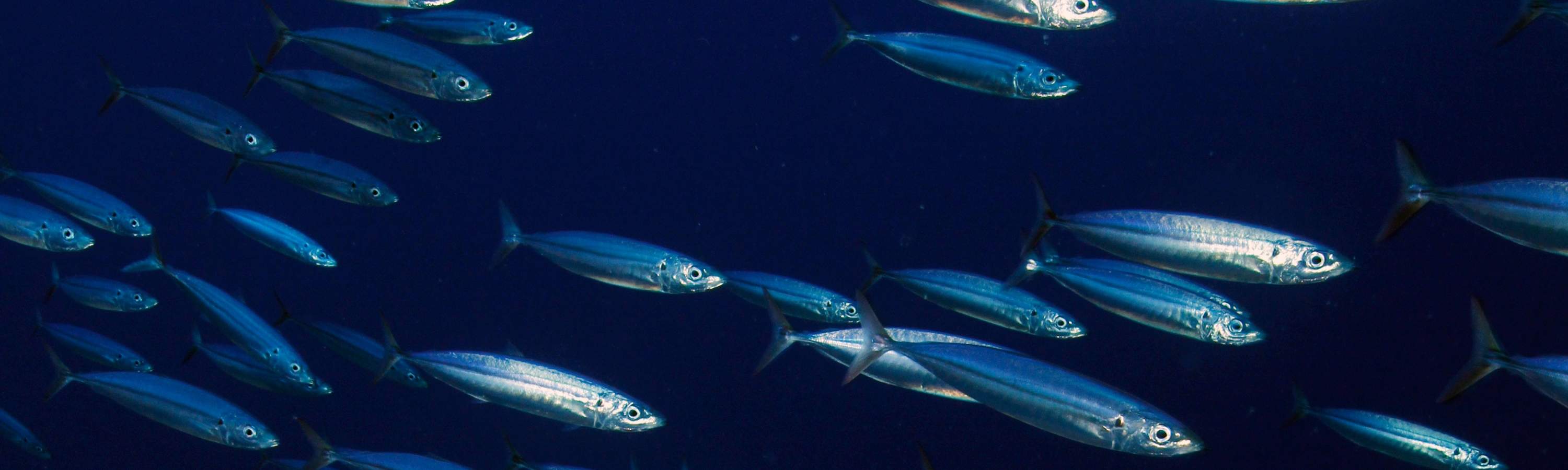 จากห้องเรียนสู่ท้องทะเลเปิด คอร์ส Open Water ใน เซมปอร์นา จะช่วยให้คุณมีทักษะและความมั่นใจในการผจญภัยดำน้ำที่น่าจดจำ