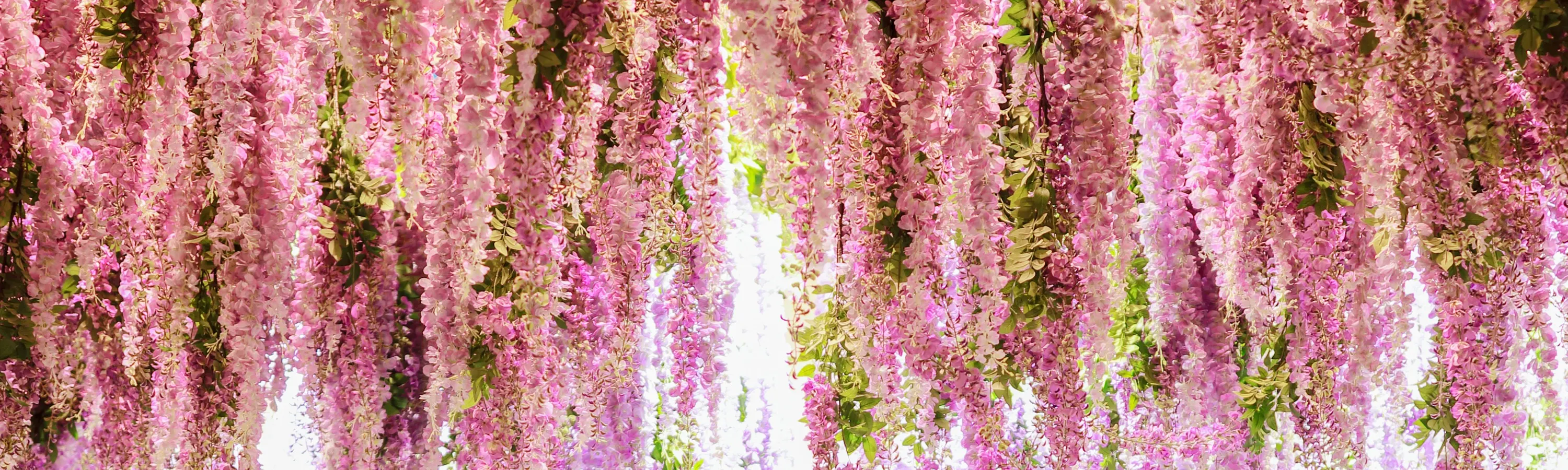 秋海棠鸟园门票（花园，羊驼）京畿道加平市