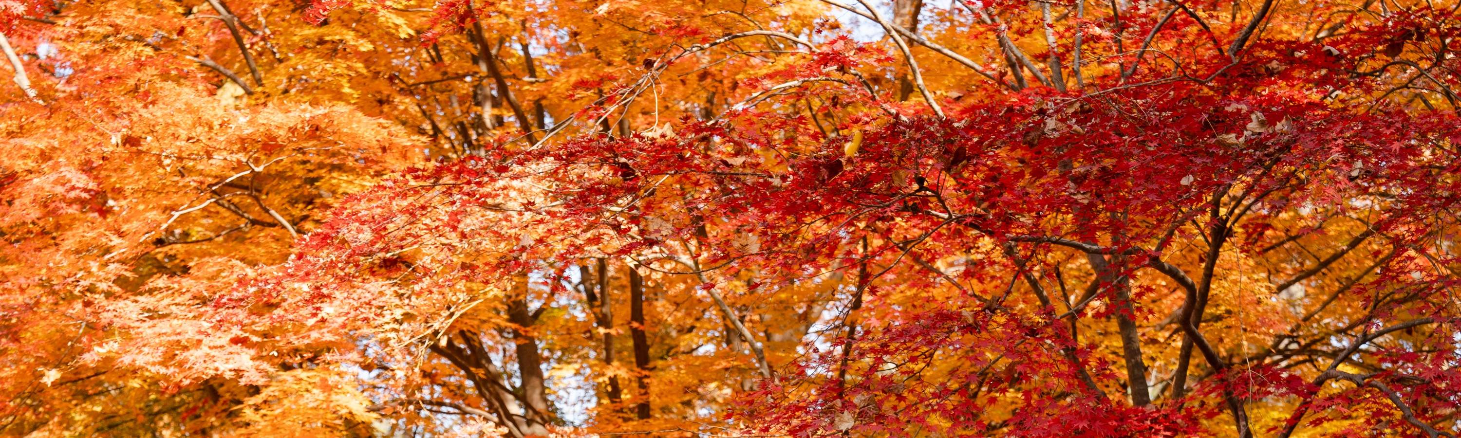 maple trees