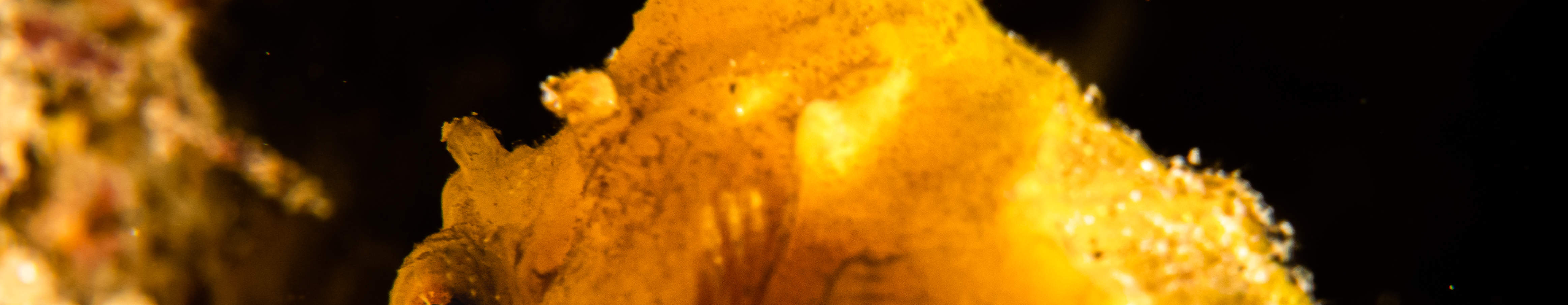 Forfait Plongée Macro Lover