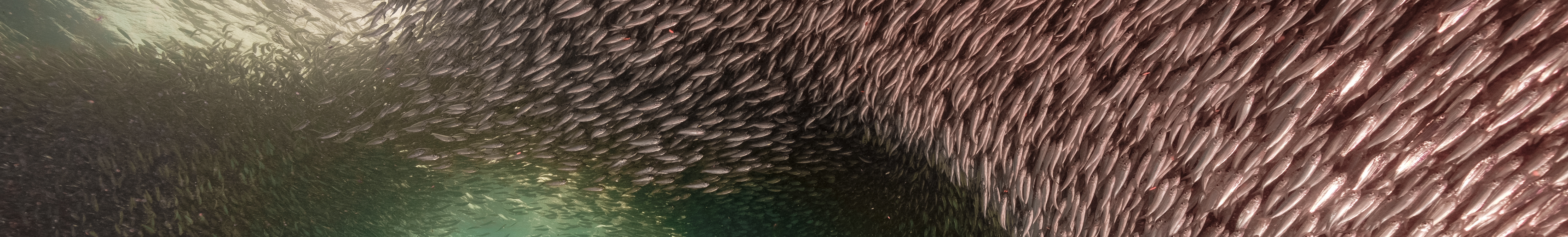 PADI Open Water Diver (E-learning)