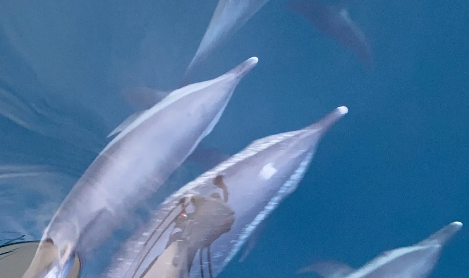 与海豚一同追浪