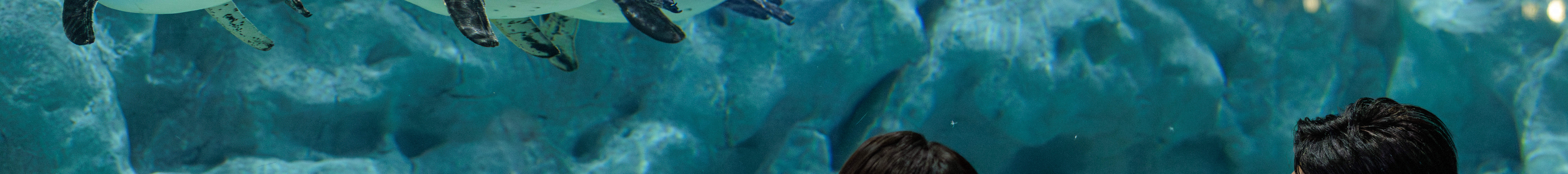 Entrada al Acuario DMM Kariyushi en Okinawa