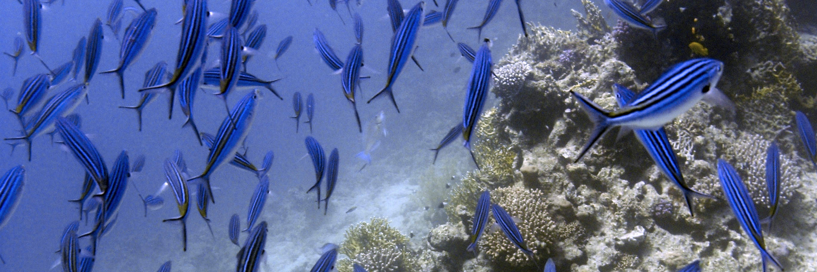 Begeben Sie sich auf ein Tauchabenteuer mit dem Discover Scuba Diving (DSD) Kurs in Cebu – ein unvergesslicher Einstieg in die Unterwasserwelt.