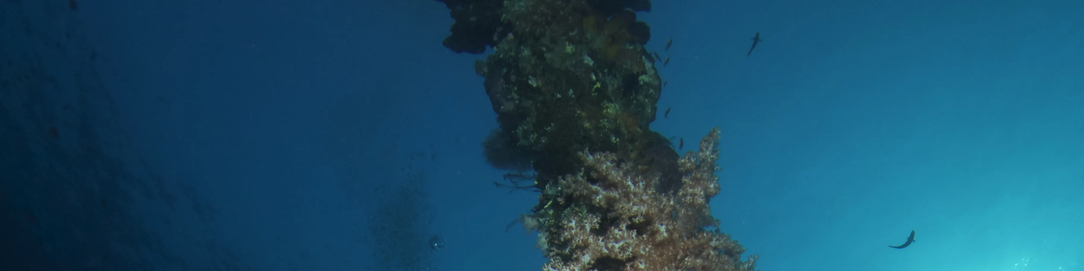 在 USAT Liberty Wreck Tulamben 进行 2 次潜水