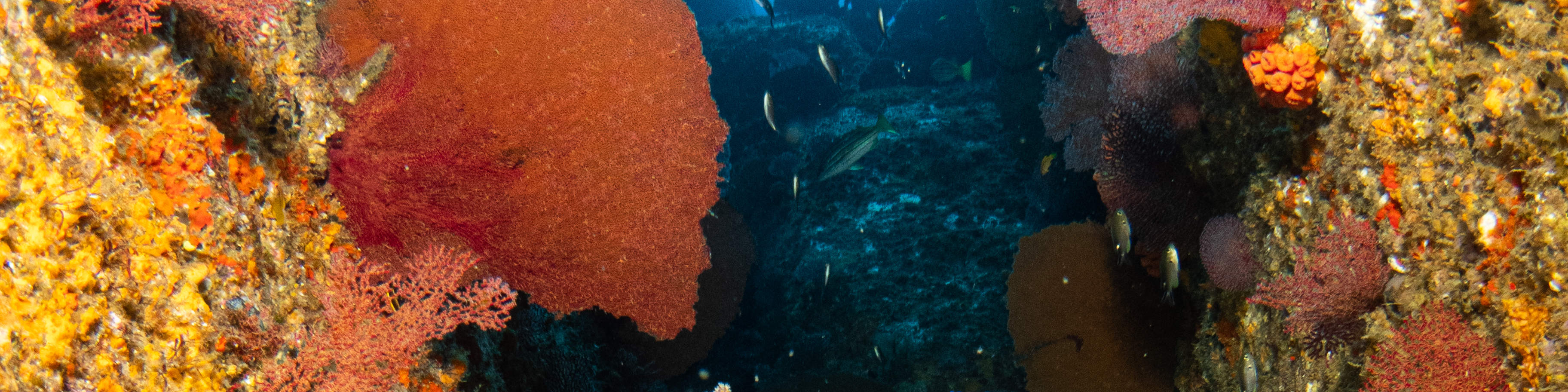 매크로 러버 다이브 패키지