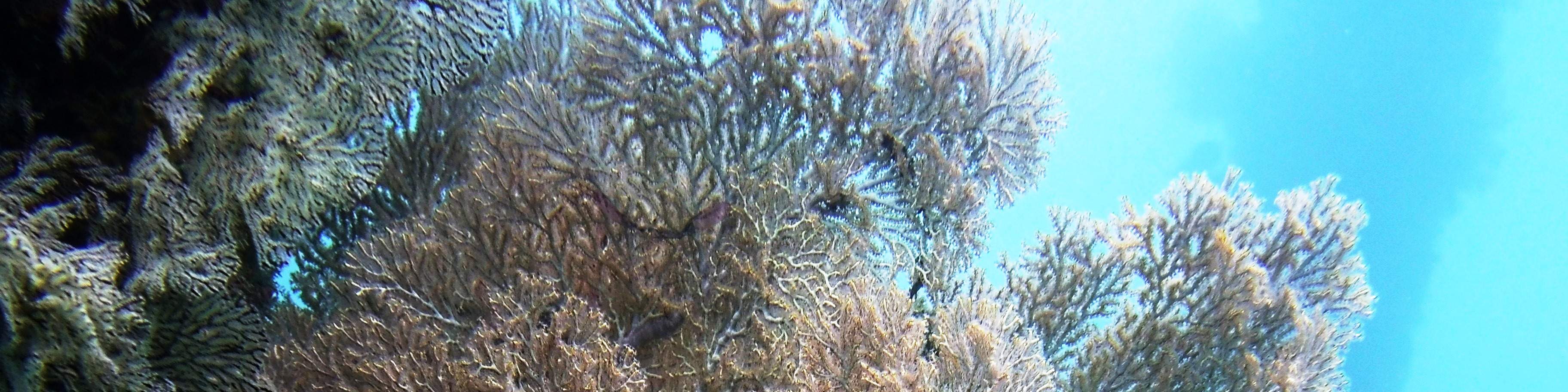 トランベン沈船での2回のダイビング