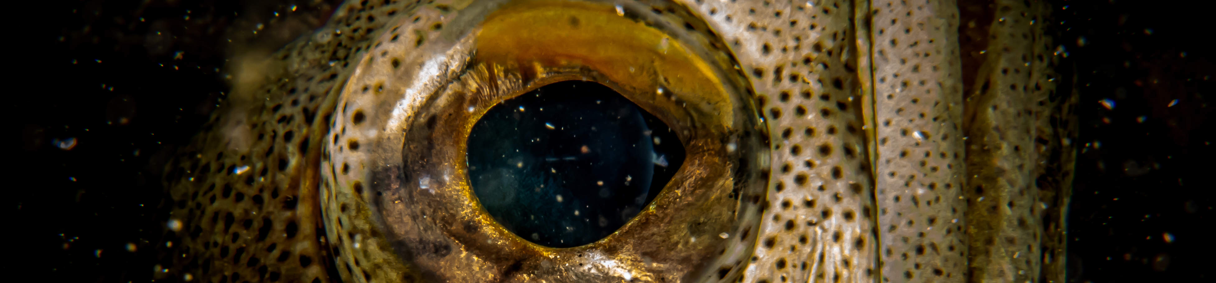 매크로 러버 다이브 패키지