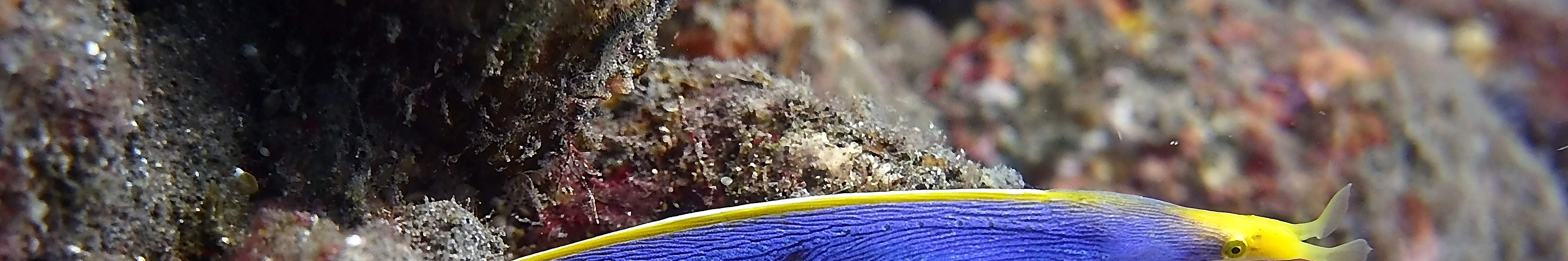 Два погружения к затонувшему кораблю в Туламбене