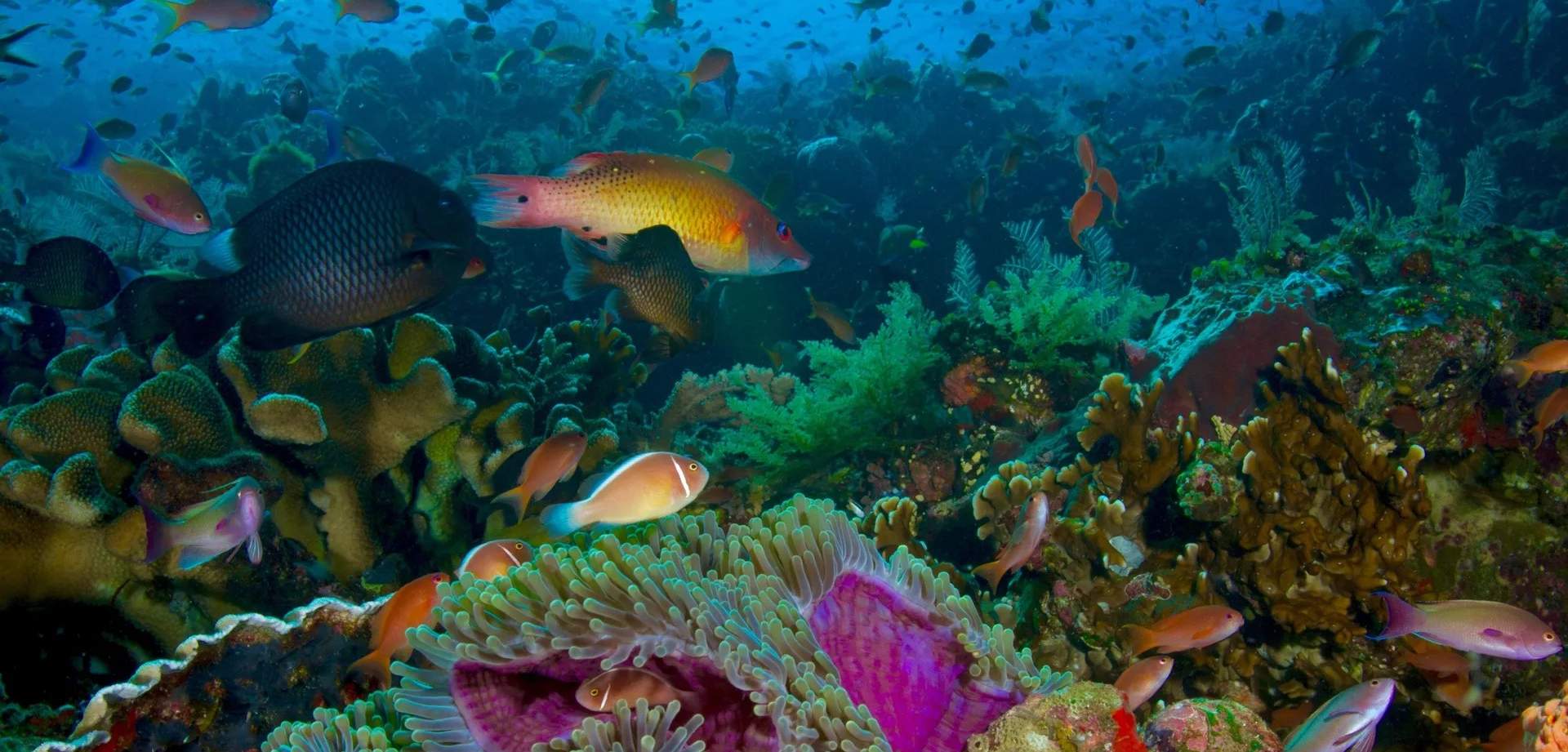 ยกระดับทักษะการดำน้ำของคุณไปอีกขั้น ท่ามกลางทัศนียภาพอันน่าทึ่งของโคโมโด – หลักสูตร PADI Advanced Open Water จะนำคุณไปสู่ความเป็นมืออาชีพในการดำน้ำ