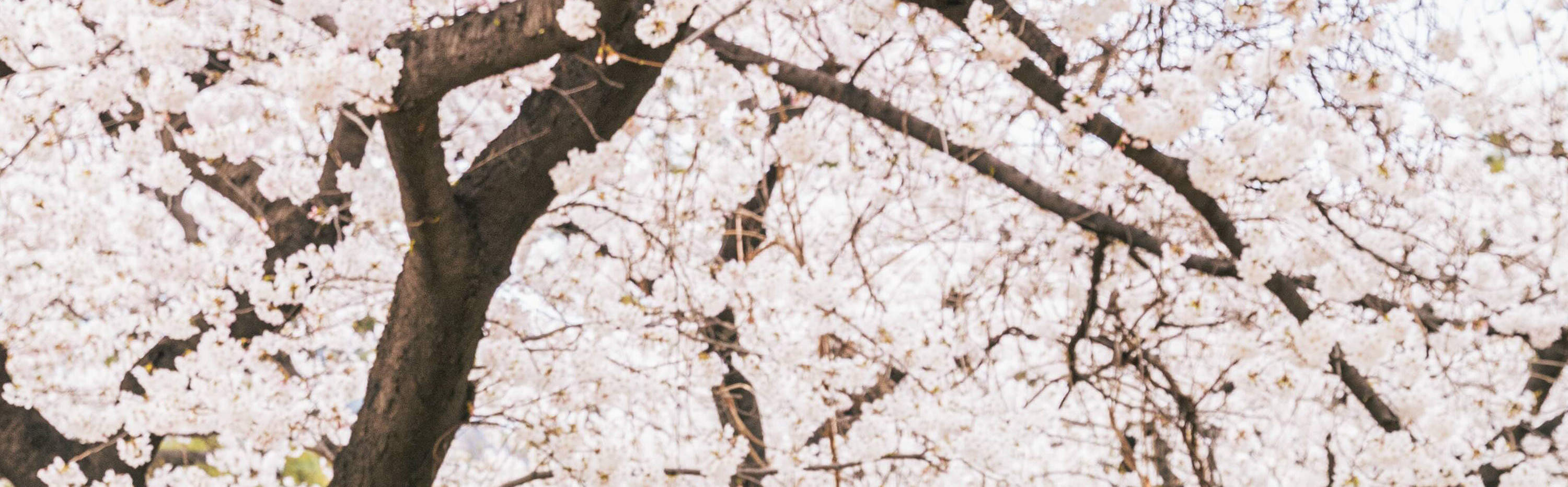 Foto-Shooting & Video-Dreh Erlebnis in Seoul