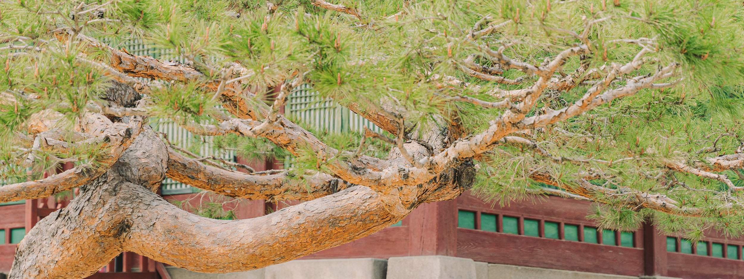 Pemandangan Seoul: Pengalaman Pemotretan