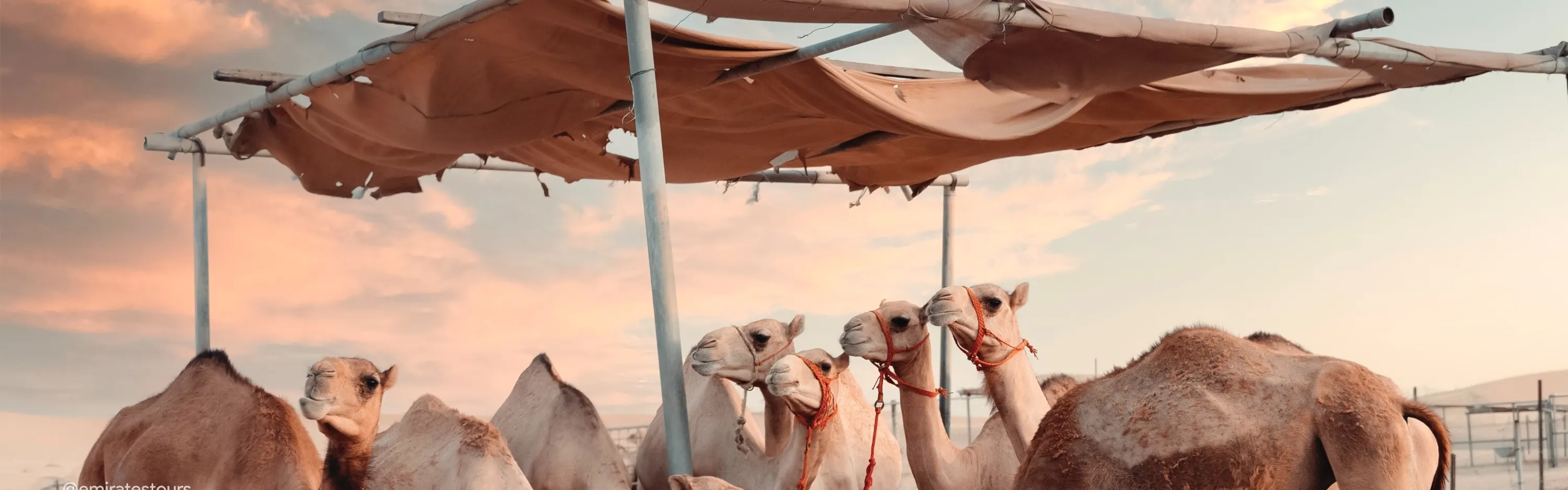 Camels drinking from a tent in Dubai