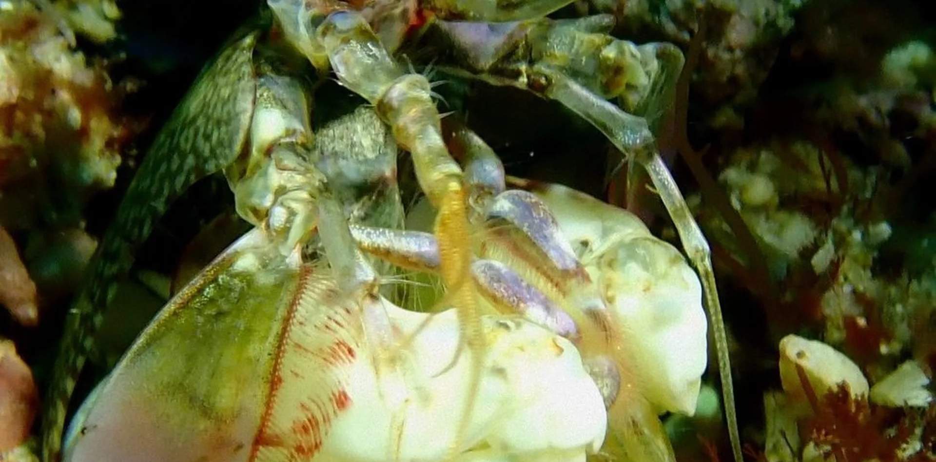 Open Water Diver a Puerto Galera con PADI 5 Star IDC Resort