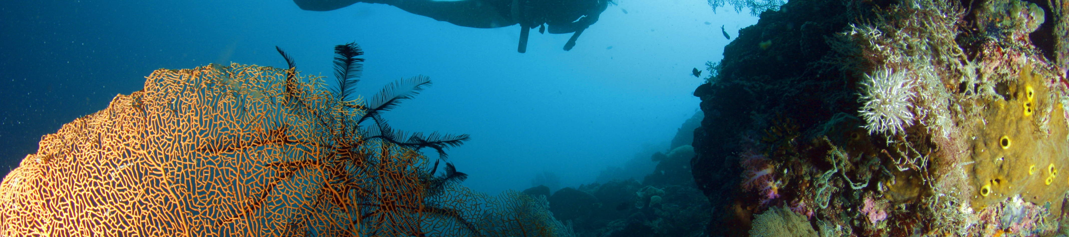 Gói Lặn Biển Thư Giãn 10 Lần tại Rạn San Hô Moalboal