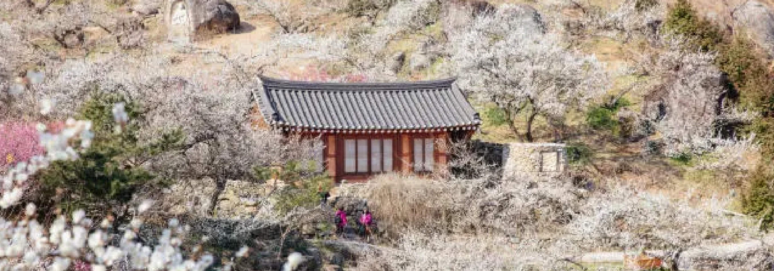 Lawatan Hari Festival Gwangyang Maehwa dan Gurye Sansuyu dari Seoul ...