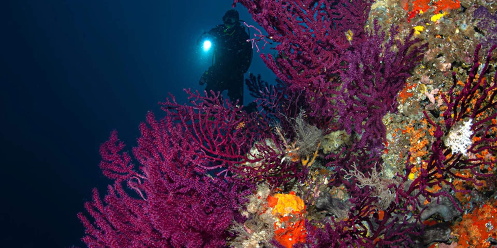 Descubre la fascinante vida marina de Sorrento durante nuestro Curso de Aguas Abiertas, donde encontrarás peces coloridos y majestuosos paisajes submarinos.