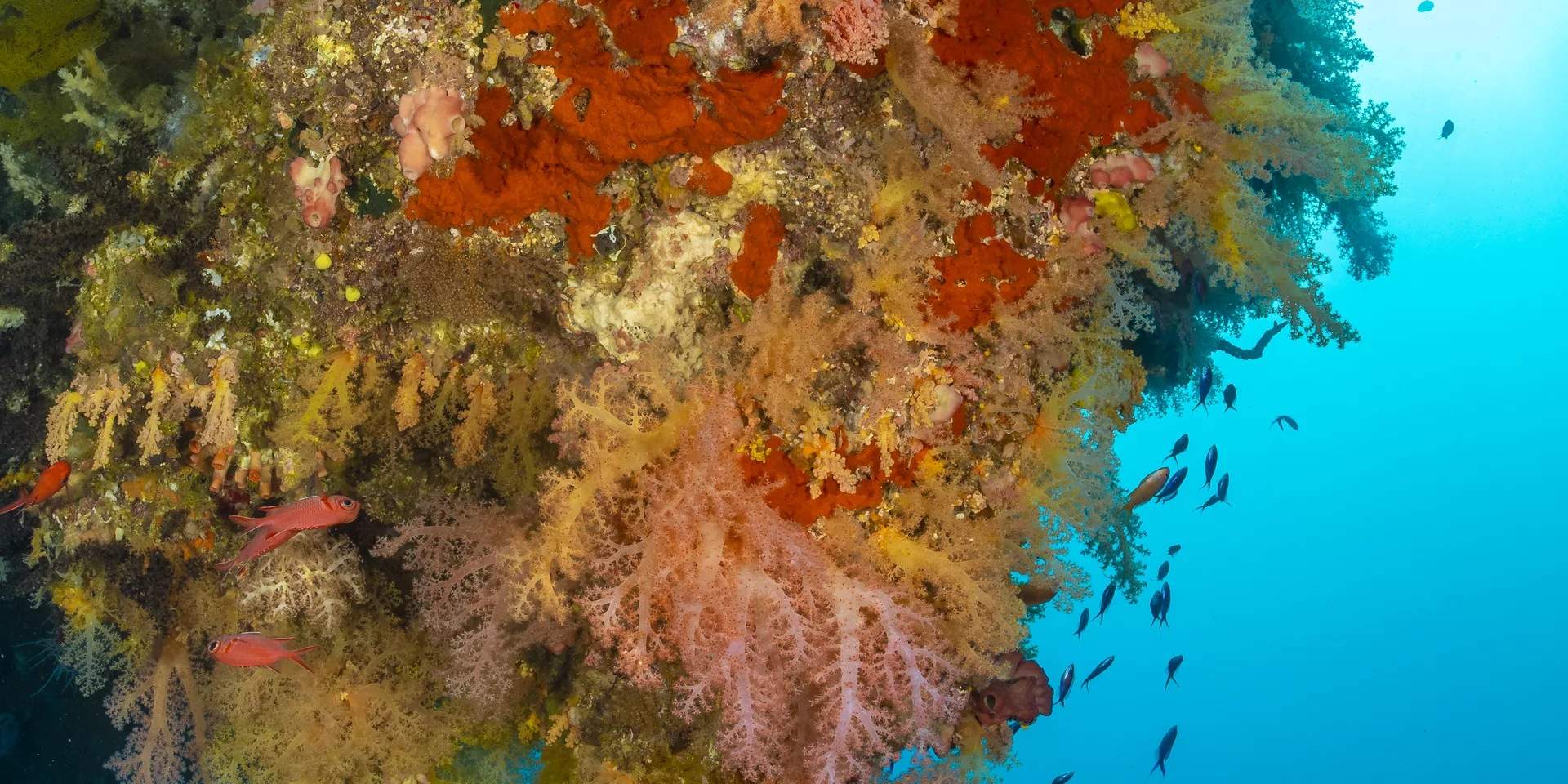 Immerse yourself in the mesmerizing underwater gardens of Danjugan Island, adorned with a kaleidoscope of soft corals that sway in the gentle currents, creating a vibrant haven for marine life and a breathtaking spectacle for underwater enthusiasts.