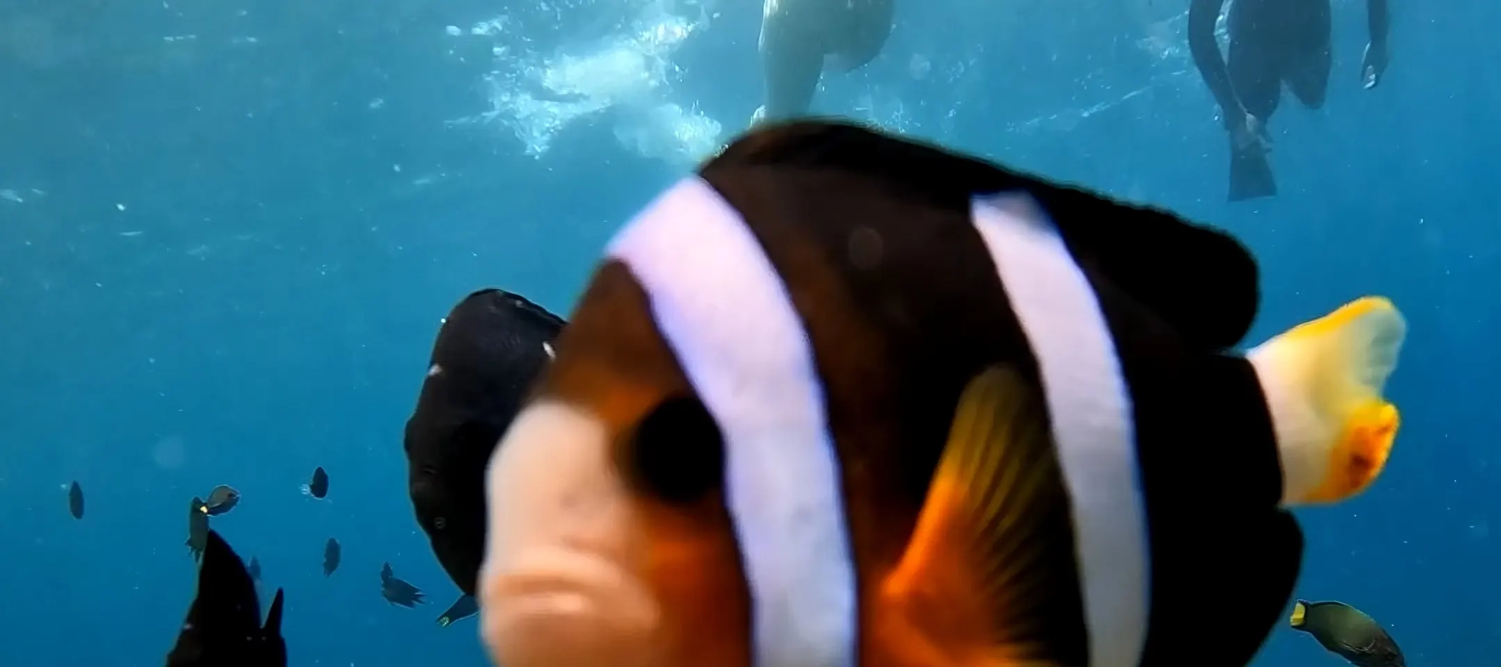 龙目岛秘密岛屿私人浮潜（带 GoPro 拍摄）