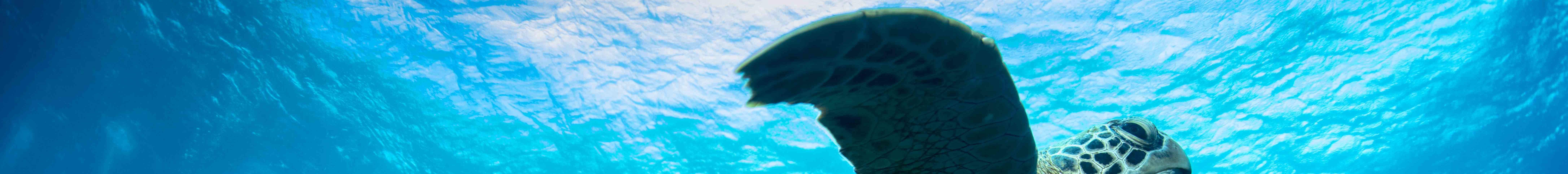 PADI Discover Scuba Diving