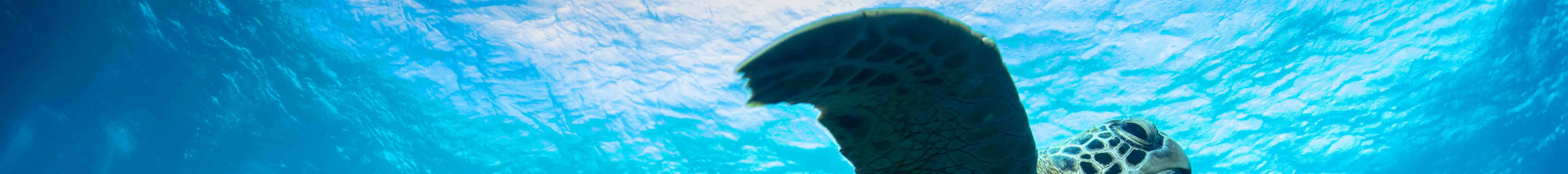 PADI 探索水肺潜水