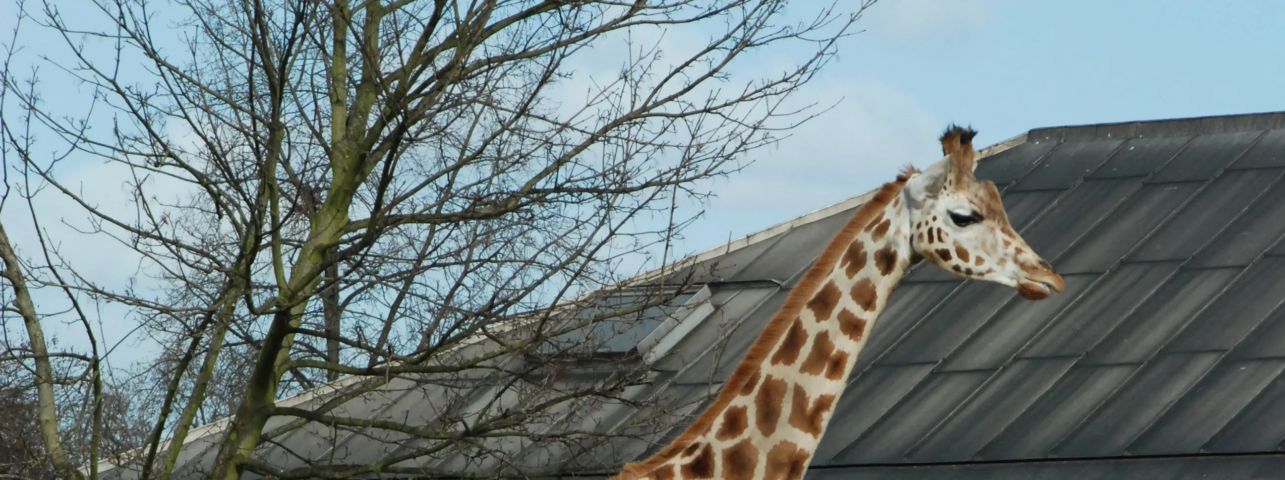 ZSL 伦敦动物园