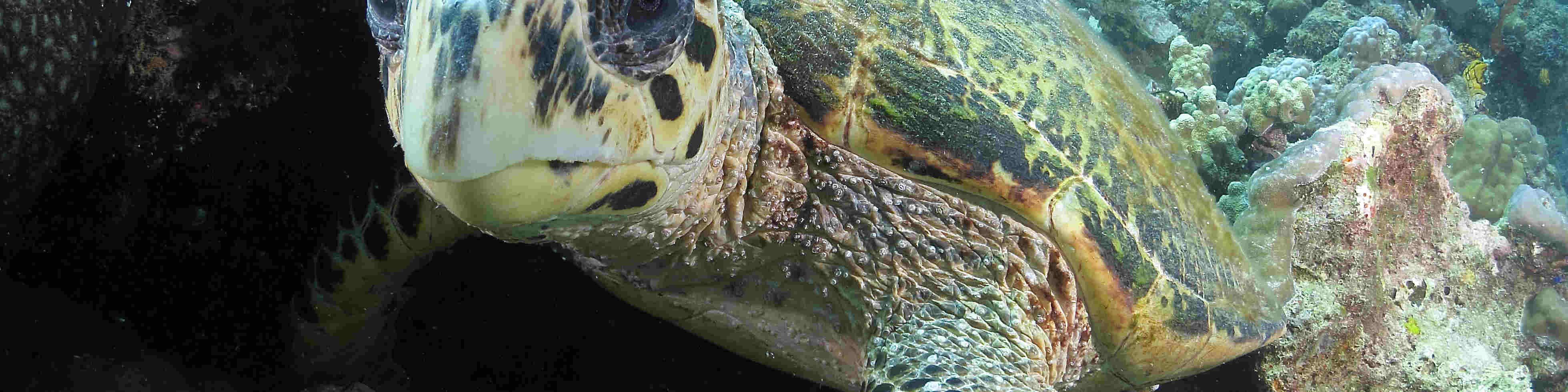 PADIオープン・ウォーター・ダイバー（Eラーニング）