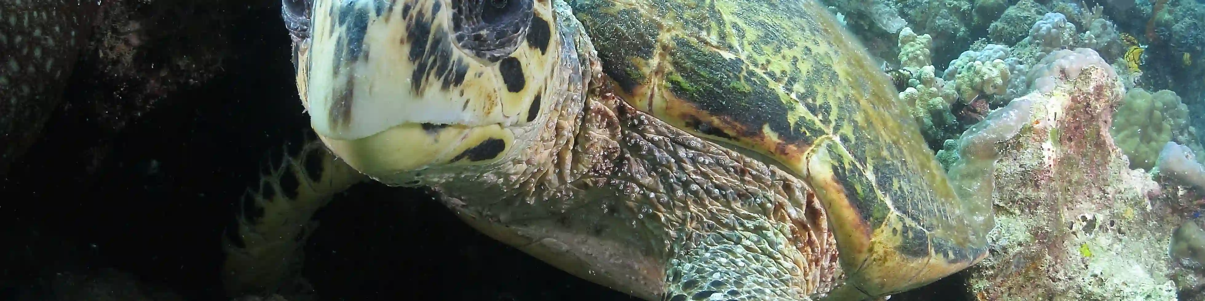 PADI 开放水域潜水员（电子学习）