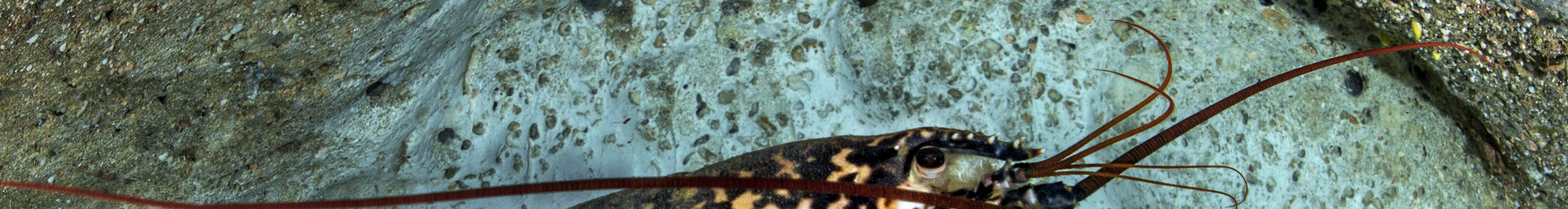 Chuyến đi lặn nửa ngày