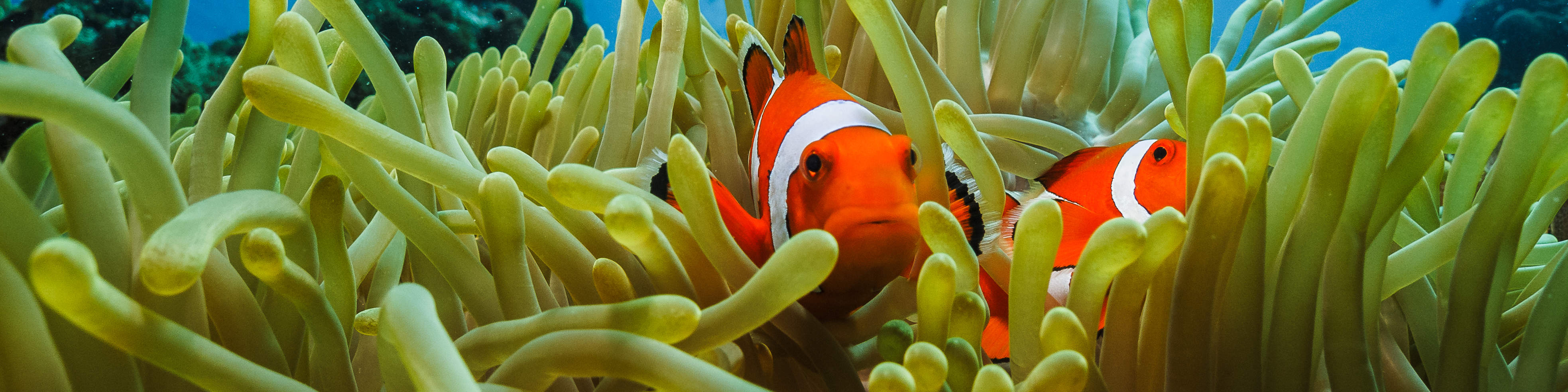 PADI Discover Scuba Diving