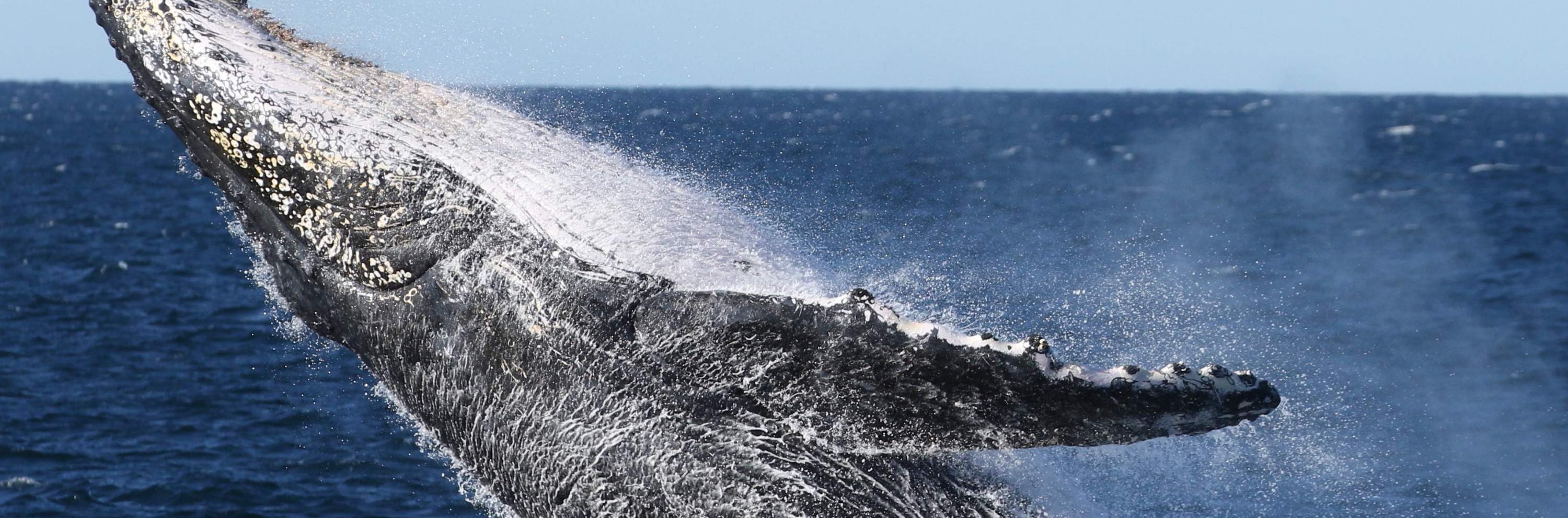 ท่าเรือชมปลาวาฬ พอร์ต สตีเฟนส์