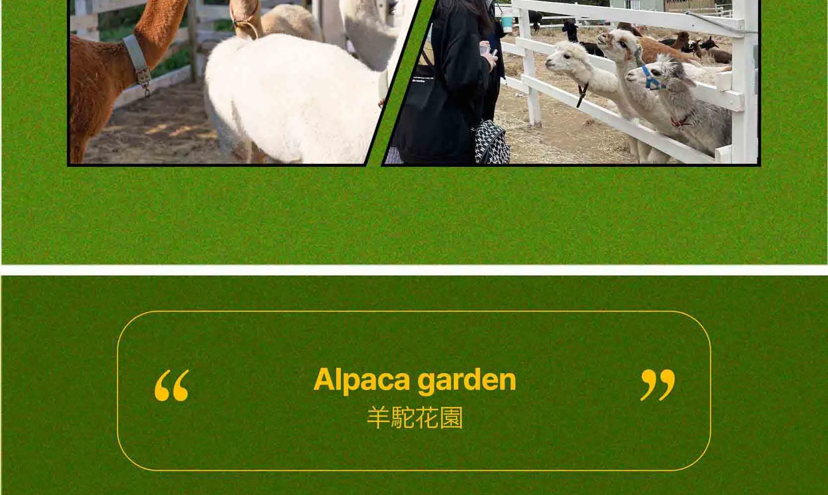 绵羊牧场 Tikcet（羊驼、绵羊、兔子） 京畿道加平