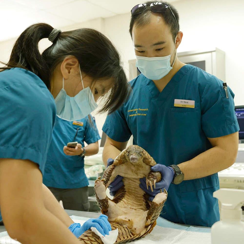 シンガポール マンダイ野生生物保護区で野生動物のお医者さん