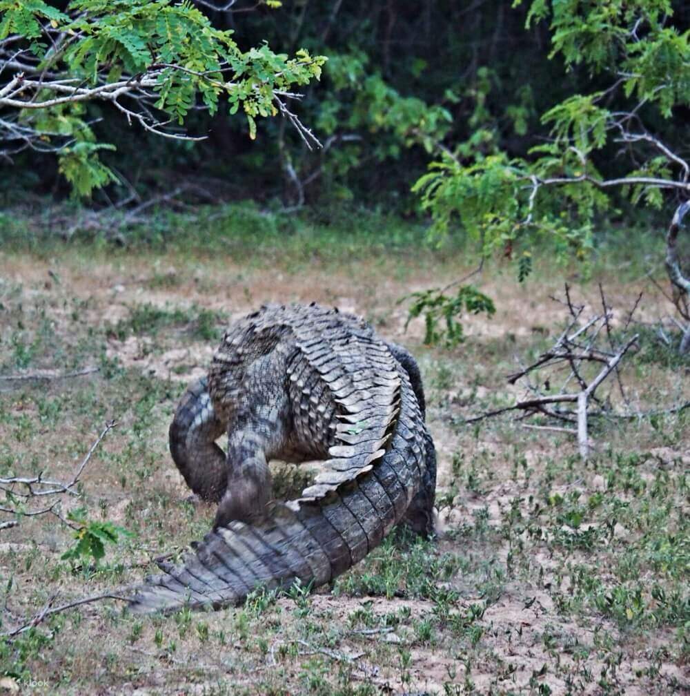 雅拉国家公园野生动物园半日游包团
