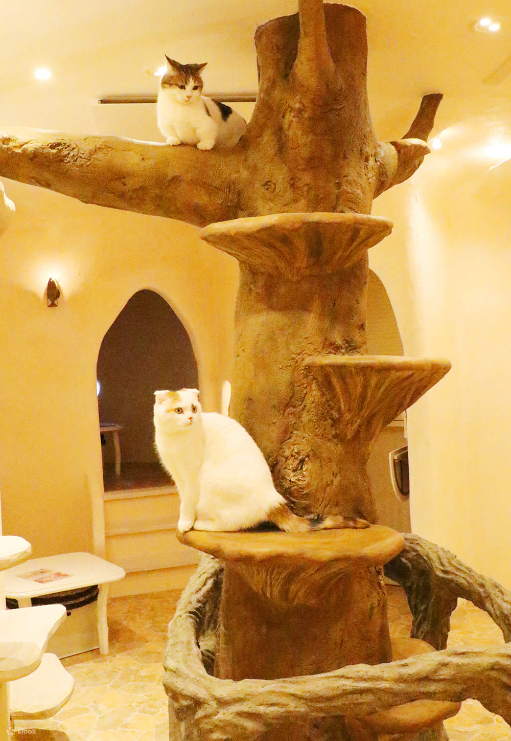 기치조지에 있는 도쿄 고양이 카페 