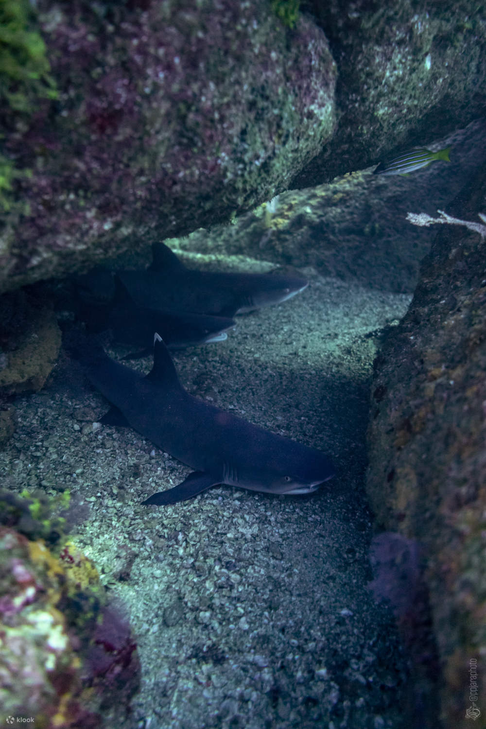 PADI Buceador Avanzado de Aguas Abiertas