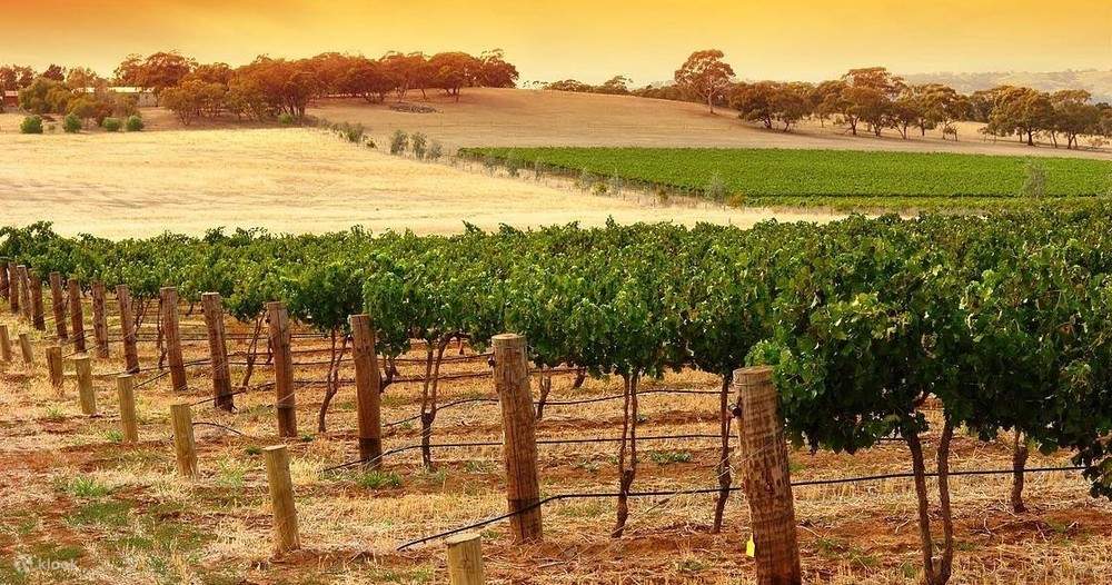 Kangaroo Island Half Day Wine Tasting Tour Klook