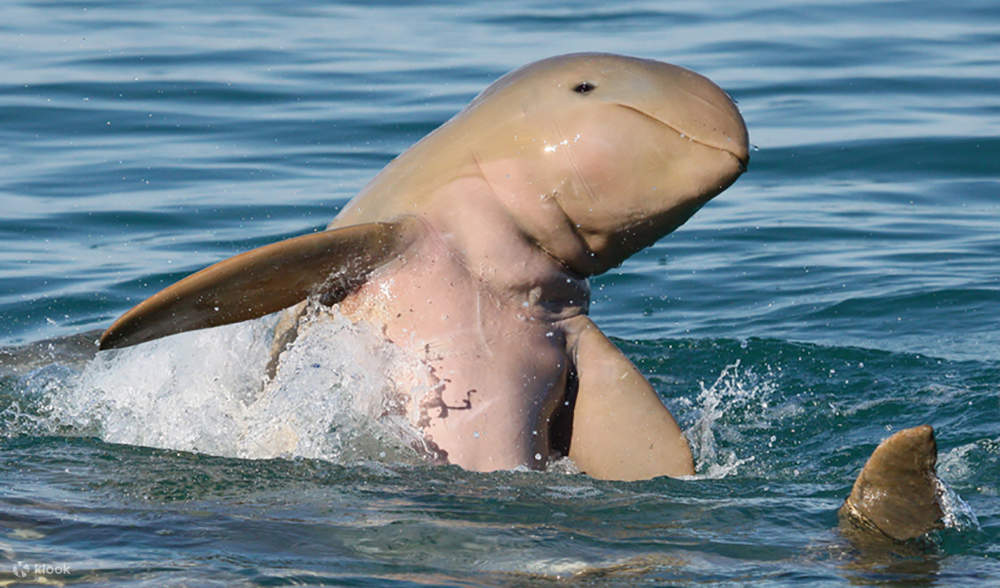 Subfin Sunset Snubfin Dolphin Cruise ab Broome - Klook, Vereinigte Staaten