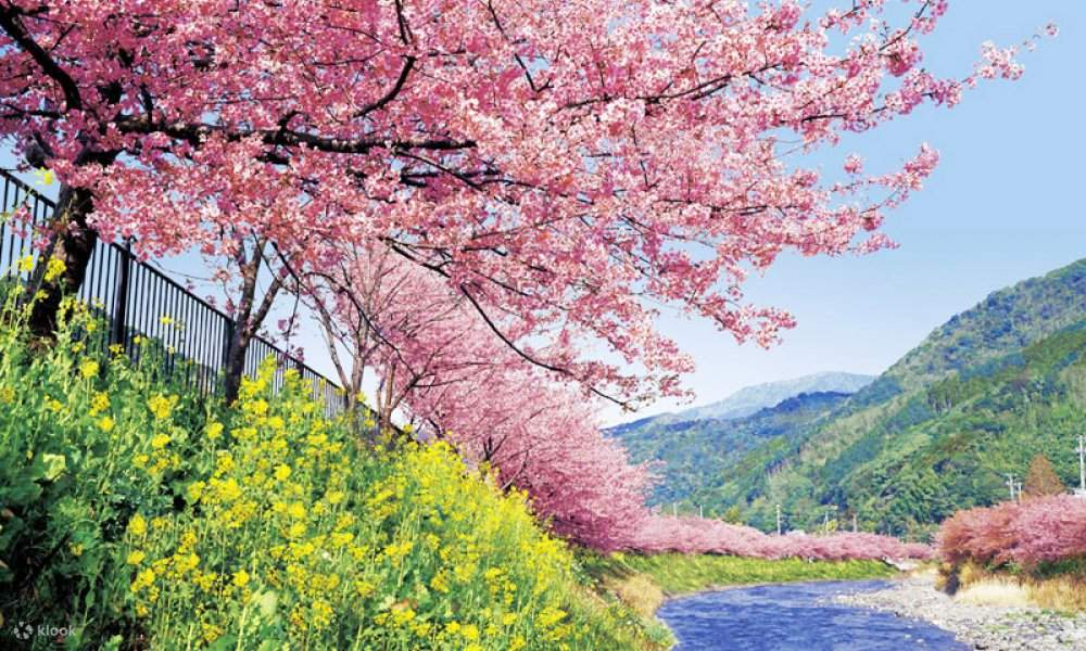川津桜 東京からの河津桜と浄蓮の滝ツアー | Klook